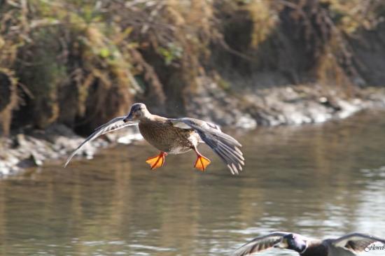 Colvert en pleine descente